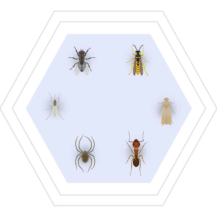 Raid Insektenspray Multi Insekten-Spray, Wirkt Gegen Insekten Aller Art, 400ml – Bild 3