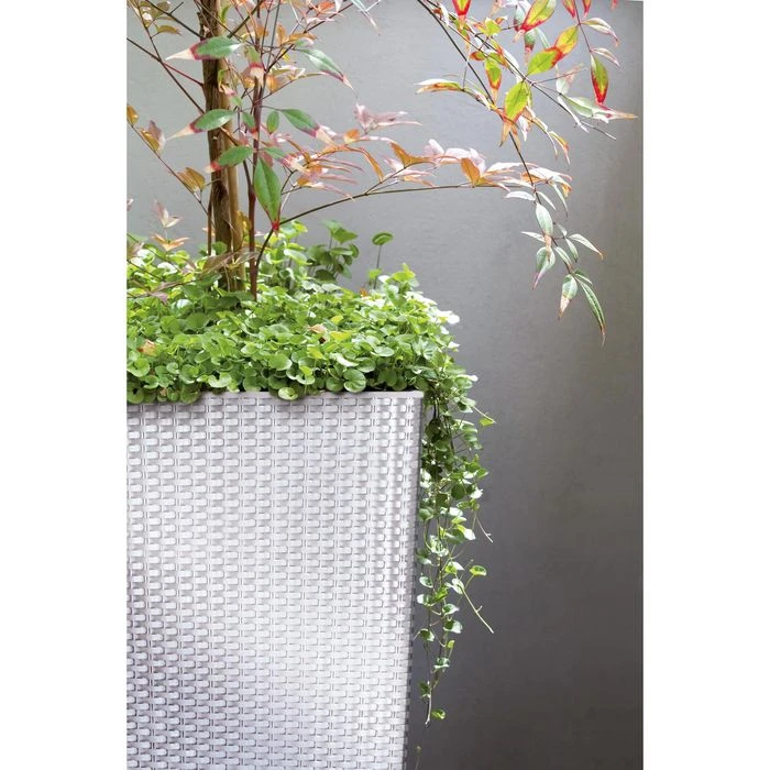 Prosperplast Übertopf Rato Square Weiß, 32,5 X 32,5 X 61 Cm, Quadratisch, Polyrattan – Bild 3