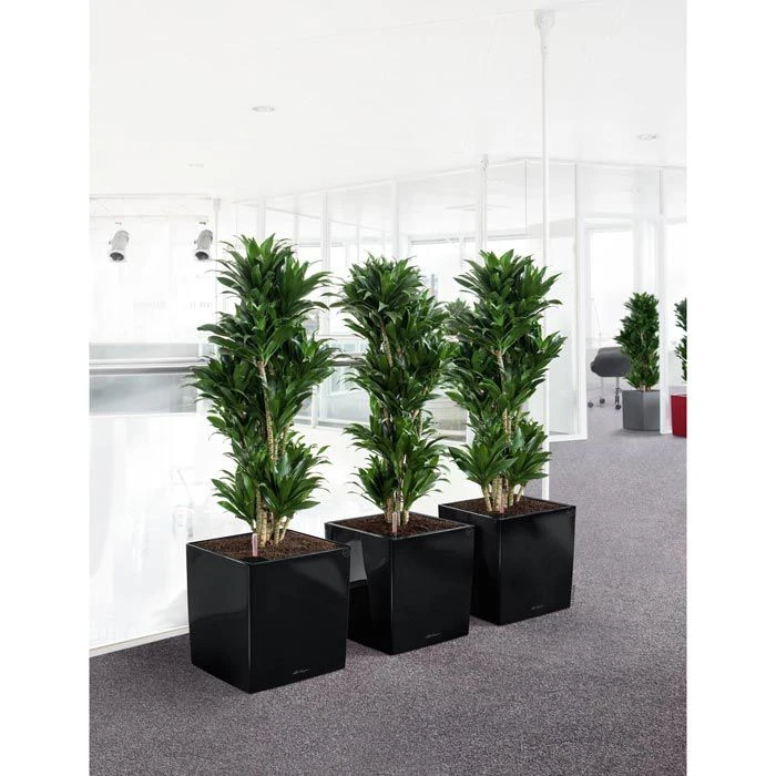 Lechuza Übertopf CUBE Premium 30 Schwarz Hochglanz, 29,5 X 29,5 X 30 Cm, Quadratisch, Kunststoff – Bild 3